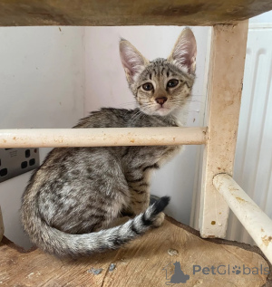 Photo №1. savannah cat - for sale in the city of Osnabruk | 361$ | Announcement № 177579