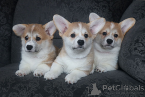 Photo №2 to announcement № 95666 for the sale of welsh corgi - buy in Belarus from nursery