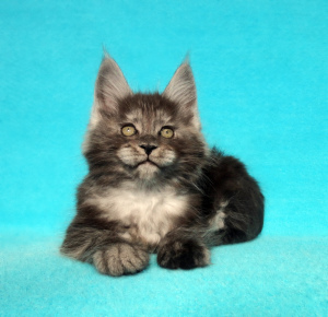 Photo №1. maine coon - for sale in the city of Vladimir | 603$ | Announcement № 6266