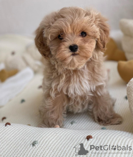 Additional photos: Absolutely stunning F1 maltipoo puppies.