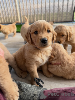 Photo №1. golden retriever - for sale in the city of Prague | negotiated | Announcement № 169352