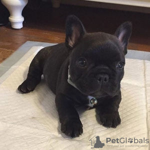 Photo №1. french bulldog - for sale in the city of Oulu | negotiated | Announcement № 94434