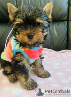 Photo №2 to announcement № 103527 for the sale of yorkshire terrier - buy in Germany private announcement