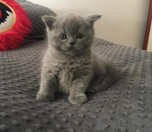 Photo №1. british shorthair - for sale in the city of New Smyrna Beach | 280$ | Announcement № 77889