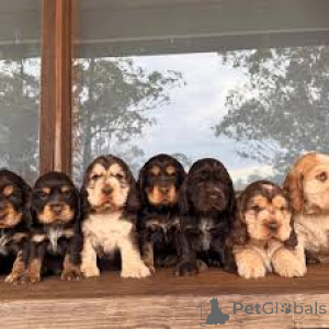 Photo №1. english cocker spaniel - for sale in the city of Brussels | 723$ | Announcement № 166574