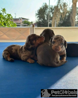 Photo №2 to announcement № 134338 for the sale of dachshund - buy in Italy breeder