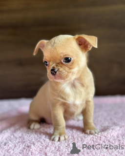 Photo №2. Pet care items in Australia. Price - 259$. Announcement № 147255