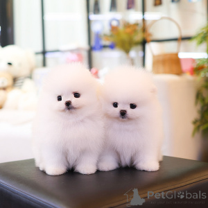 Photo №1. pomeranian - for sale in the city of Aizlingen | 258$ | Announcement № 155473