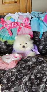 Photo №3. Pomeranian puppies. Germany