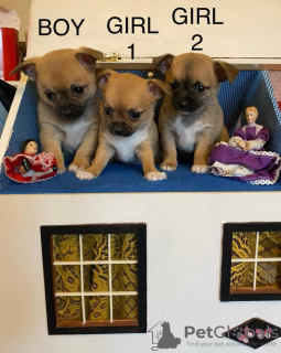 Photo №1. chihuahua - for sale in the city of Berlin | 370$ | Announcement № 116817