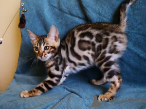Photo №1. bengal cat - for sale in the city of Minsk | 500$ | Announcement № 10631