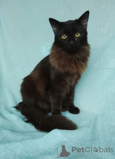 Photo №4. I will sell  in the city of Moscow river.  - price - Is free