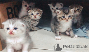 Photo №1. scottish fold - for sale in the city of Affalterbach | negotiated | Announcement № 158809