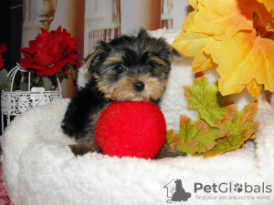 Photo №3. Yorkshire Terrier. Russian Federation