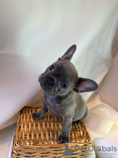 Photo №1. french bulldog - for sale in the city of Берлинген | negotiated | Announcement № 115767