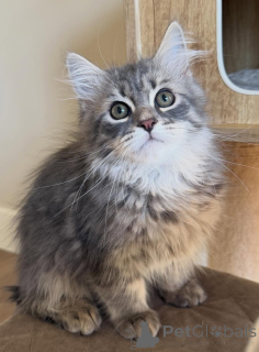 Photo №3. Siberian Cat for Sale Healthy, Vaccinated & Socialized. Germany