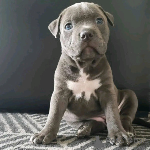 Photo №1. cane corso - for sale in the city of Berlin | 471$ | Announcement № 136341