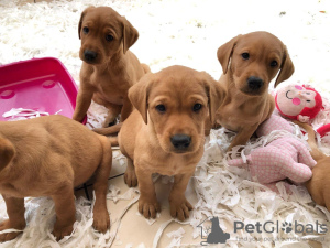 Photo №1. labrador retriever - for sale in the city of Leipzig | 475$ | Announcement № 48455