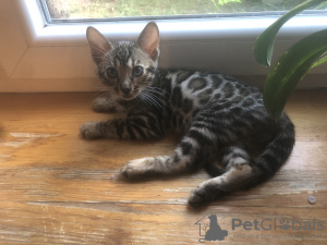 Photo №2 to announcement № 20979 for the sale of bengal cat - buy in Poland private announcement, breeder