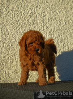 Photo №1. poodle (royal) - for sale in the city of Mladenovac | negotiated | Announcement № 83971