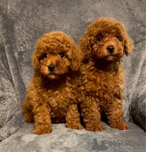 Photo №1. poodle (toy) - for sale in the city of Bremen | 423$ | Announcement № 96214