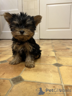 Photo №4. I will sell yorkshire terrier in the city of Aachen. private announcement - price - 280$