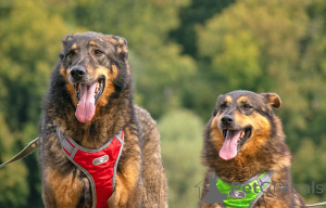 Photo №4. I will sell non-pedigree dogs in the city of Moskova. private announcement - price - Is free