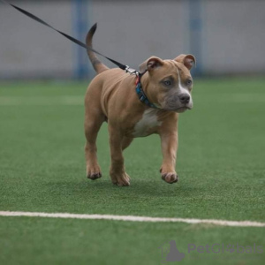 Photo №2 to announcement № 13696 for the sale of american bully - buy in Ukraine private announcement