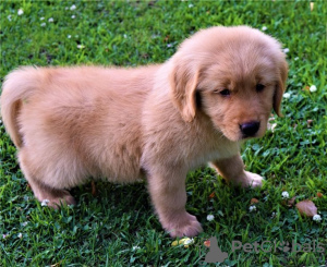Photo №1. golden retriever - for sale in the city of Los Angeles | negotiated | Announcement № 22346