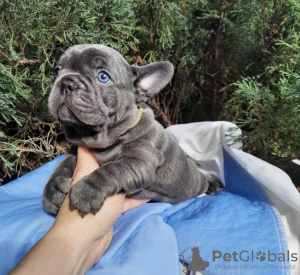 Photo №1. french bulldog - for sale in the city of Geneva | 423$ | Announcement № 44894