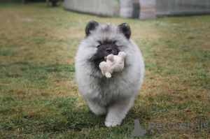 Additional photos: Keeshond puppy from champion parents