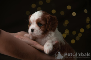 Additional photos: Cavalier King Charles Spaniel Puppies