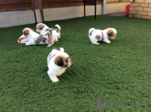 Photo №1. shih tzu - for sale in the city of Bratislava | negotiated | Announcement № 161819