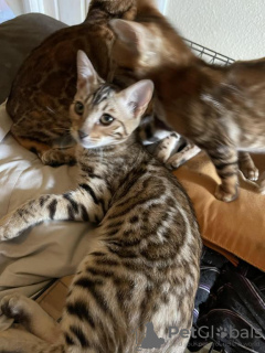 Photo №1. bengal cat - for sale in the city of Heidelberg | 250$ | Announcement № 97986