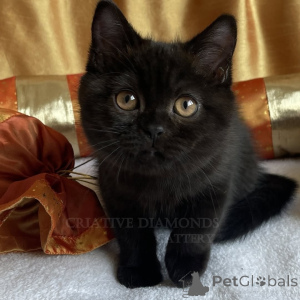 Photo №3. Cute adorable British shorthair kittens available for sale contact whatsapp. Germany