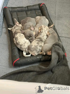 Photo №1. non-pedigree dogs - for sale in the city of Aizlingen | 723$ | Announcement № 159562