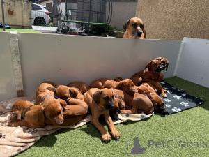 Photo №1. rhodesian ridgeback - for sale in the city of Halmstad | negotiated | Announcement № 169702