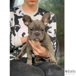 Photo №1. french bulldog - for sale in the city of Pilsen | Is free | Announcement № 120799