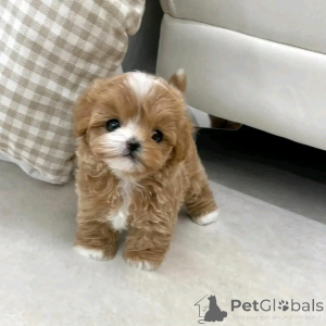 Photo №3. Teacup-maltipu zur Adoption. Germany