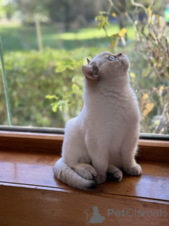 Photo №3. Pedigree British Shorthair kittens. Australia