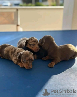 Photo №2 to announcement № 116059 for the sale of dachshund - buy in United States breeder