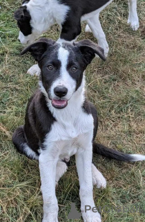 Photo №1. border collie - for sale in the city of Lörrach | 599$ | Announcement № 175980