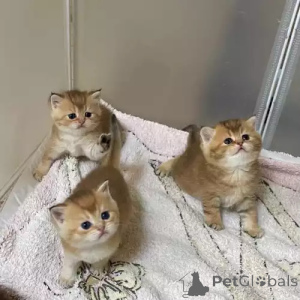 Photo №1. british shorthair - for sale in the city of Münchberg | 392$ | Announcement № 167261