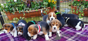 Photo №1. beagle - for sale in the city of Dubai | 414$ | Announcement № 13790