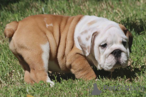 Photo №1. english bulldog - for sale in the city of Charleroi | Is free | Announcement № 55845