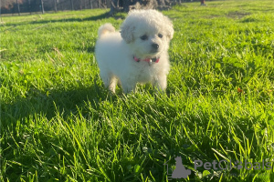 Photo №1. poodle (toy) - for sale in the city of Афины | negotiated | Announcement № 98644