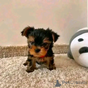 Photo №3. Teacup Yorkie puppy for adoption. United States