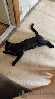 Photo №3. Bengal Leopard. Russian Federation