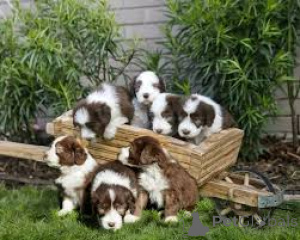 Photo №4. I will sell bearded collie in the city of Baden.  - price - negotiated