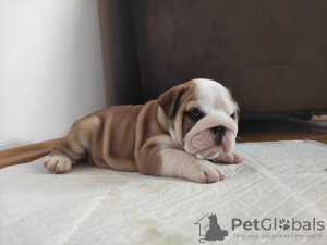 Additional photos: English bulldog